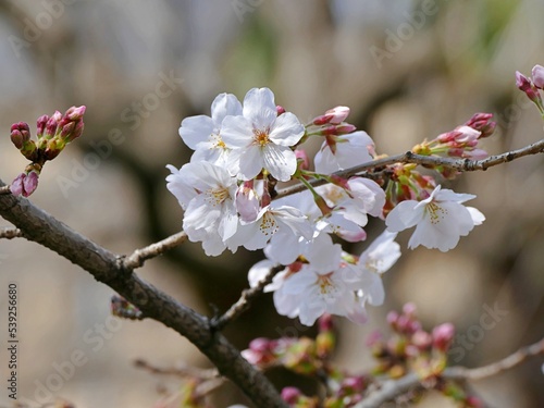 All Stages of Cherry Blossom in a Frame, Kyoto, Japan