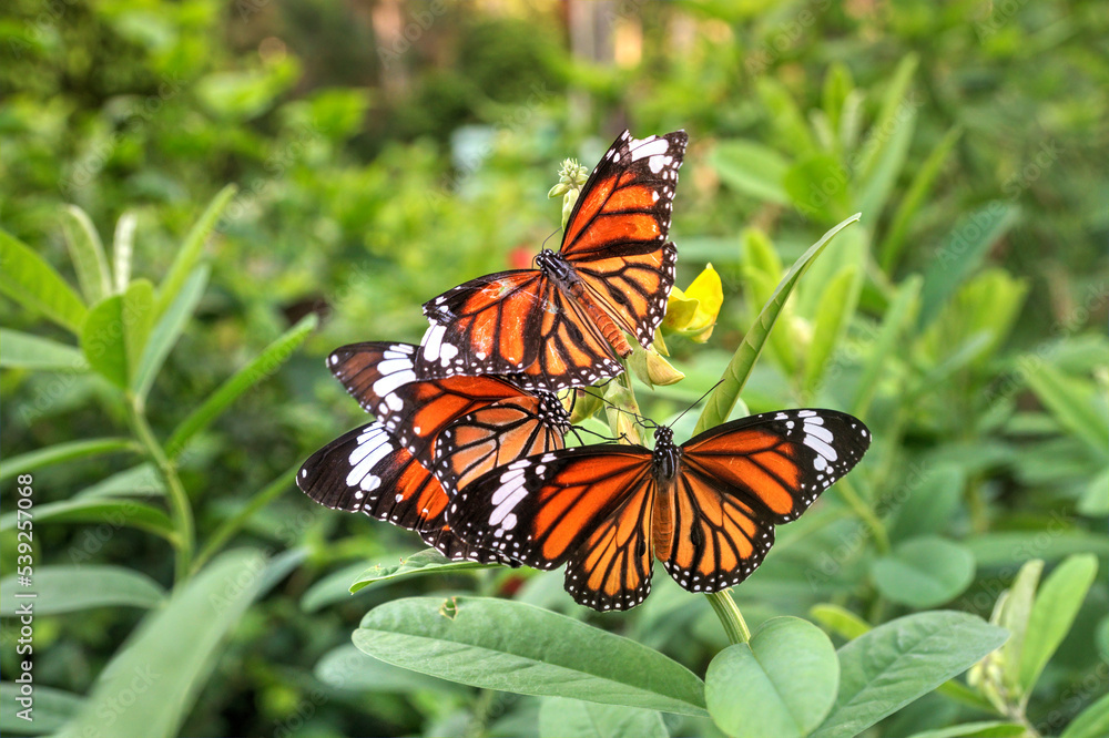 Common Tiger Butterflies with one a little worse for wear. Common Tiger Butterflies with one a little worse for wear.