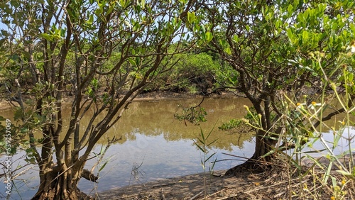 mangroves in the river