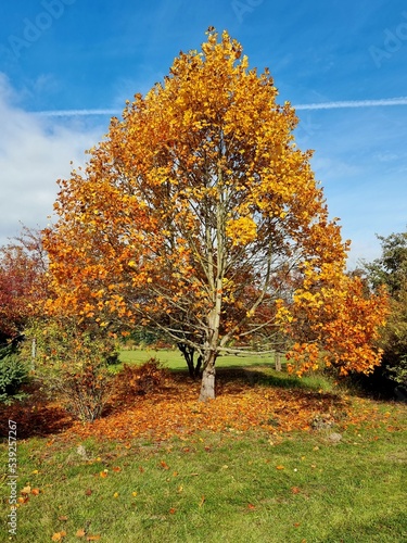 autumn tree