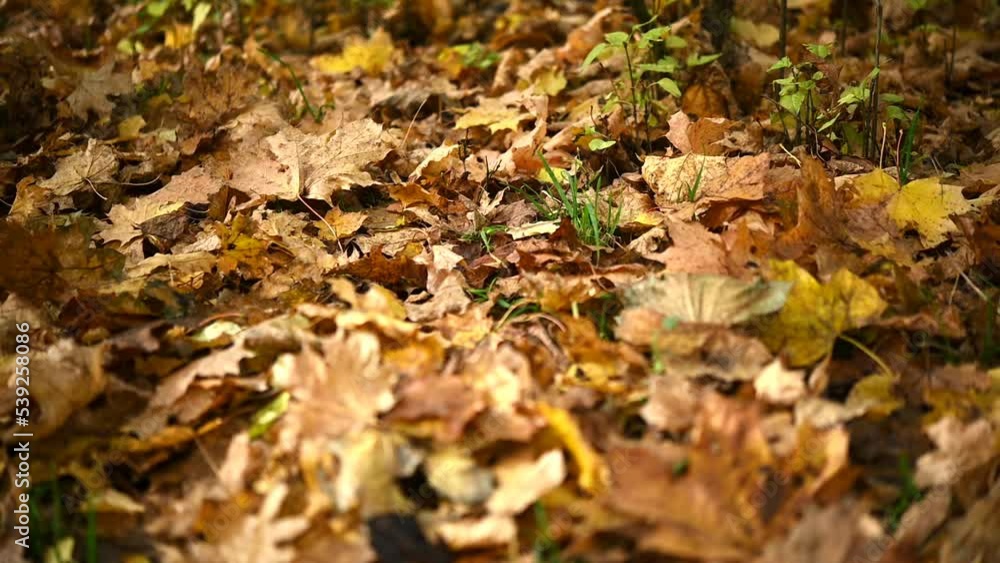 women's boots teddy yellow autumn leaves. autumn concept, walks in the park, reflections women's boots teddy yellow autumn leaves. autumn concept, walks in the park, reflections