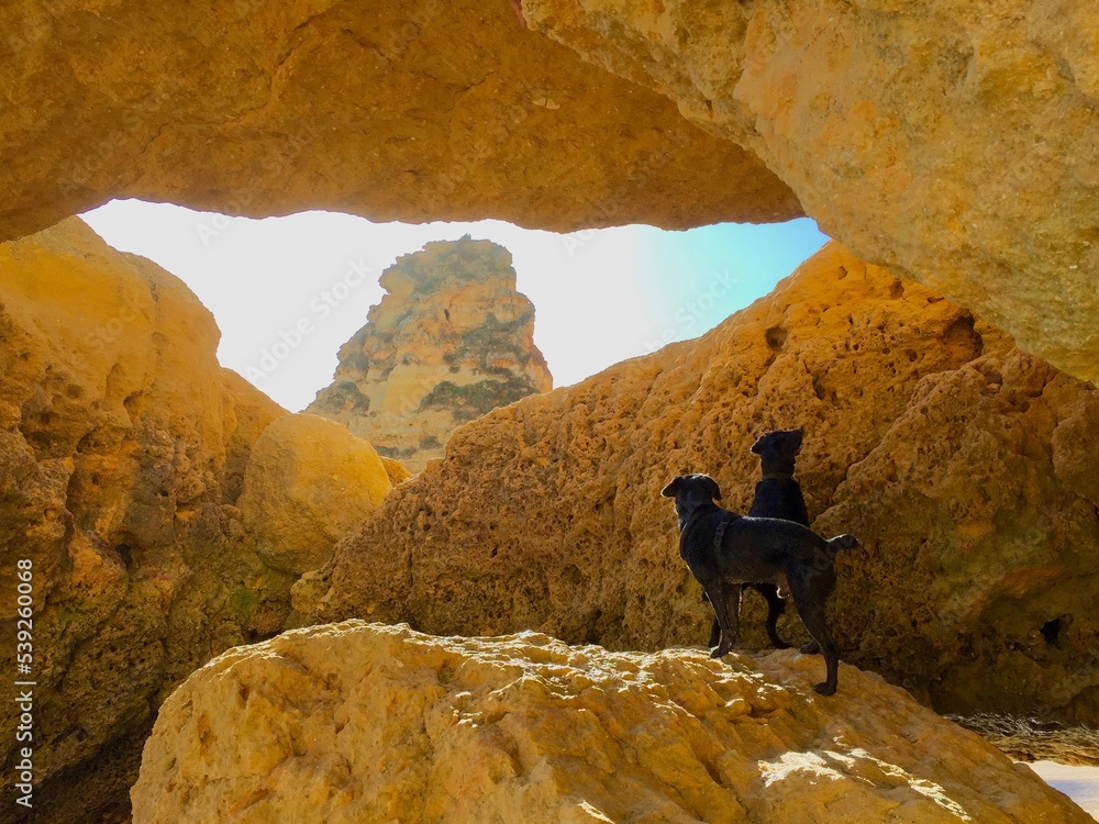 Hunde am Strand in Portugal, Algarve