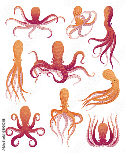 Octopus cartoon flat characters set. Aquatic fauna icons. Animals illustration for zoo ad, nature concept. Cute color octopuses, sea animals with tentacles