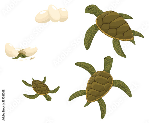 Sea turtle life cycle set. Sequence of stages of development of turtle from egg to adult animal. Young animals and adults on white background