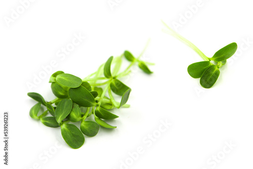 Micro greens sunflower sprouts isolated on white background.	