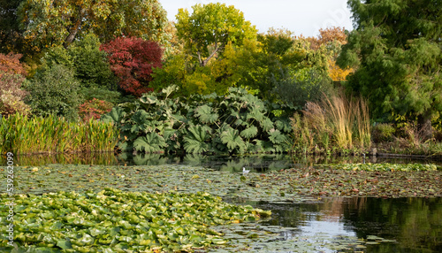 Layers of deep autumn colours and textures iat RHS Hyde Hall garden near Chelmsford, Essex, UK. photo