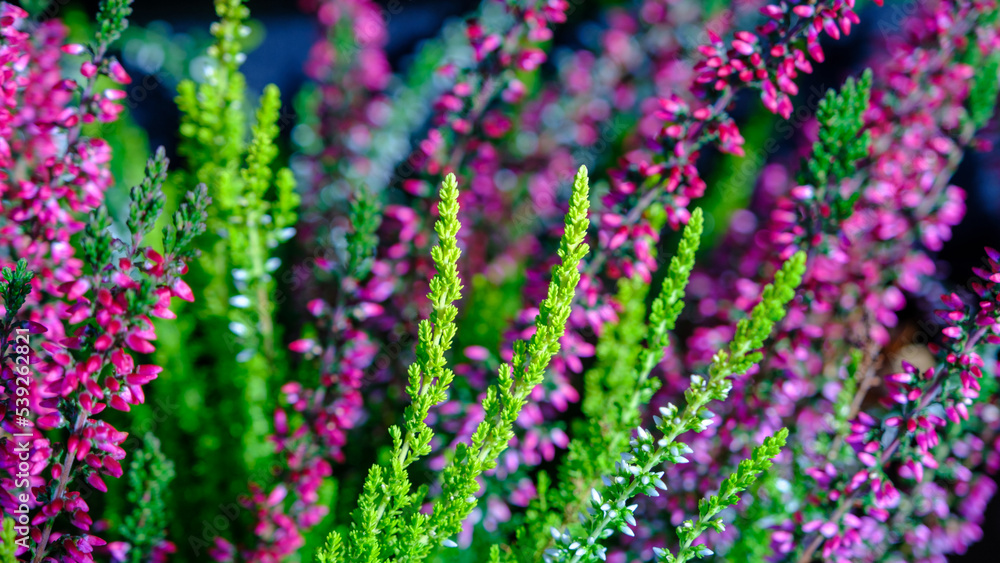 Obraz premium Closeup of colorful blossoming of heather Calluna vulgaris cultivated in hothouse. Latvian autumn.