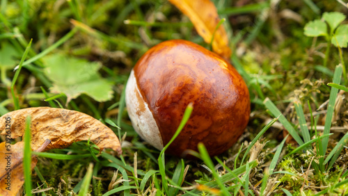 Peeled, ripe chestnut in green grass. Autumn October in Latvia.