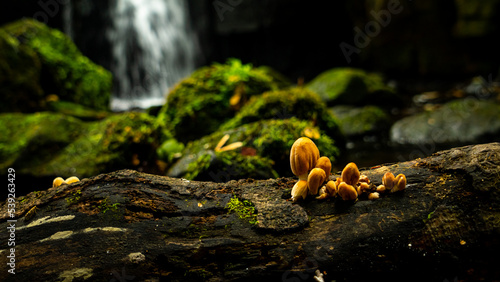 mushrooms in the forest with waterfall photo