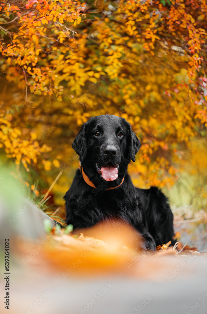 Black flatcoated retriever lying down in front of beautiful autumn coloured bush