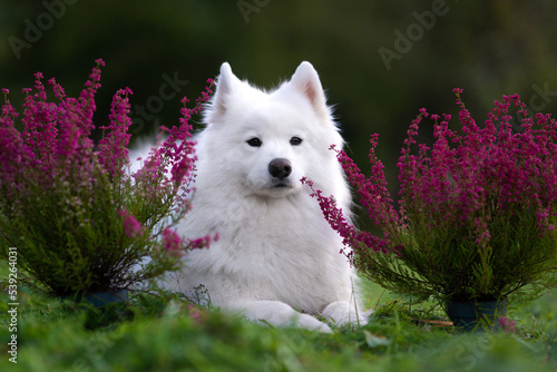 Samoyed with heath