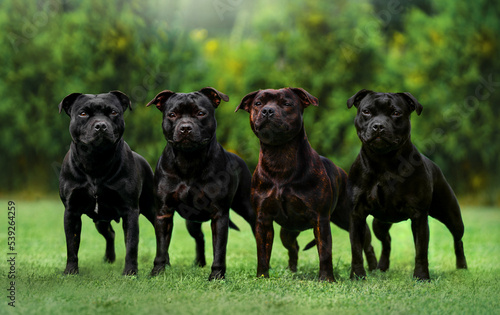 Fényképezés Four staffordshire bull terriers standing in a line in middle of a yard