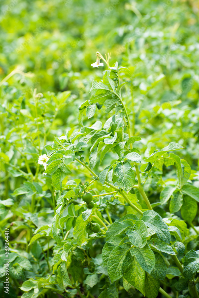 Bushes of potatoes on the field, early eco food, potato with flowers. Agriculture Bushes of potatoes on the field, early eco food, potato with flowers. Agriculture