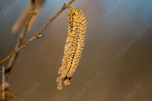 close up of willow