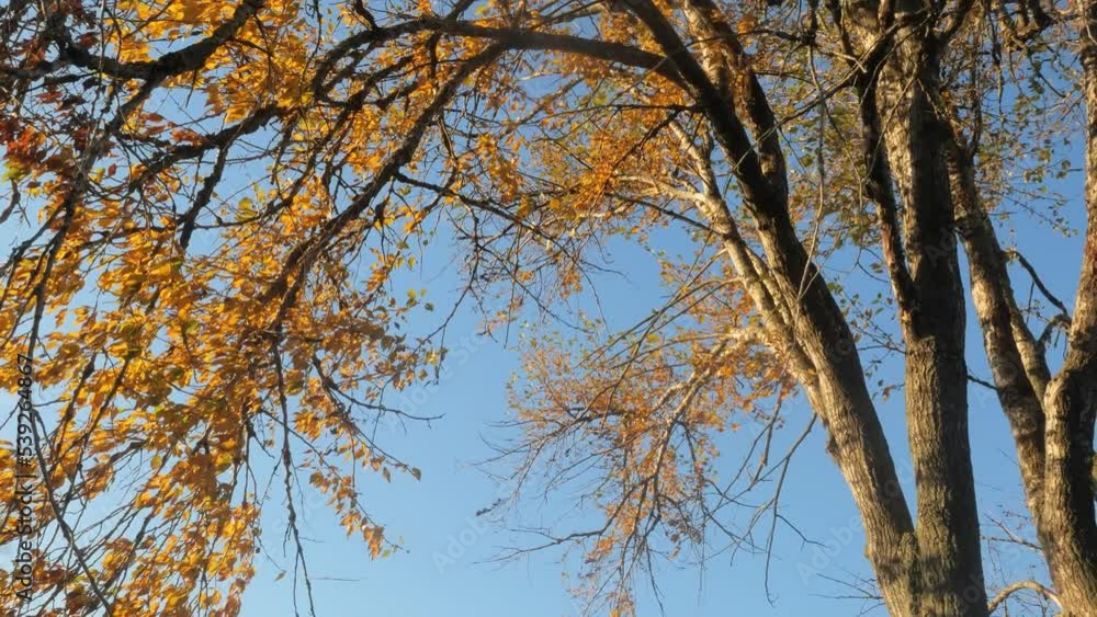 A tree with spreading branches and orange leaves against a blue sky on an autumn morning. Beautiful nature background A tree with spreading branches and orange leaves against a blue sky on an autumn morning. Beautiful nature background
