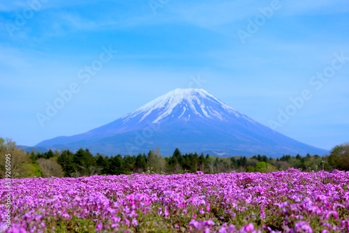Mount Fuji and Blossoms