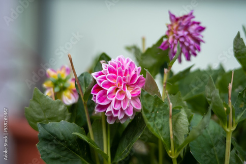 a close up of a pink flower