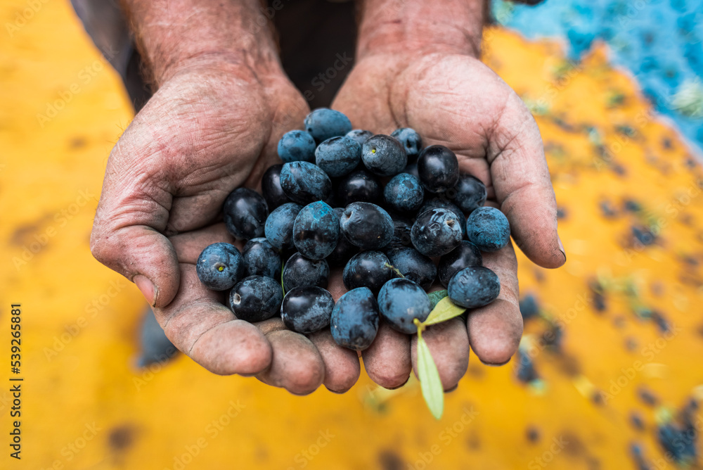 man keeps some of the harvested fresh olives in a field in Bursa -Turkey , healty fruit consept man keeps some of the harvested fresh olives in a field in Bursa -Turkey , healty fruit consept