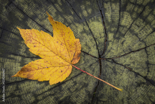 yellow maple leaf on the ground photo