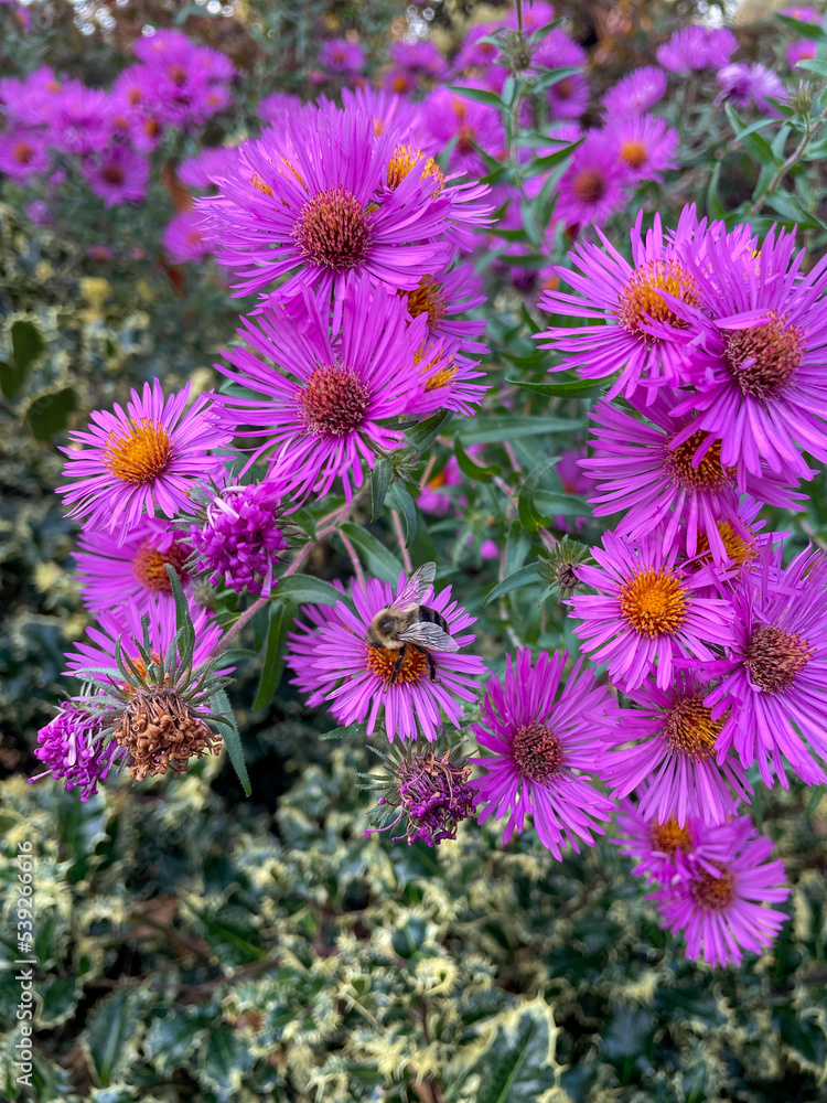 flowers in the garden with bee flowers in the garden with bee