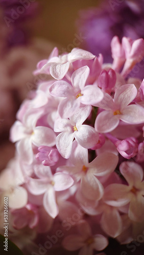 Background image of pale lilac petals of blooming lilac