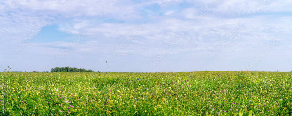 Field with wild flowers to the horizon wide angle scenic view