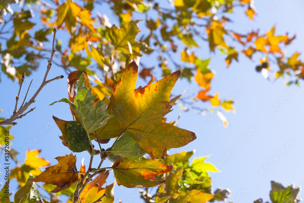 sycamore tree branches and leaves in autumn sycamore tree branches and leaves in autumn