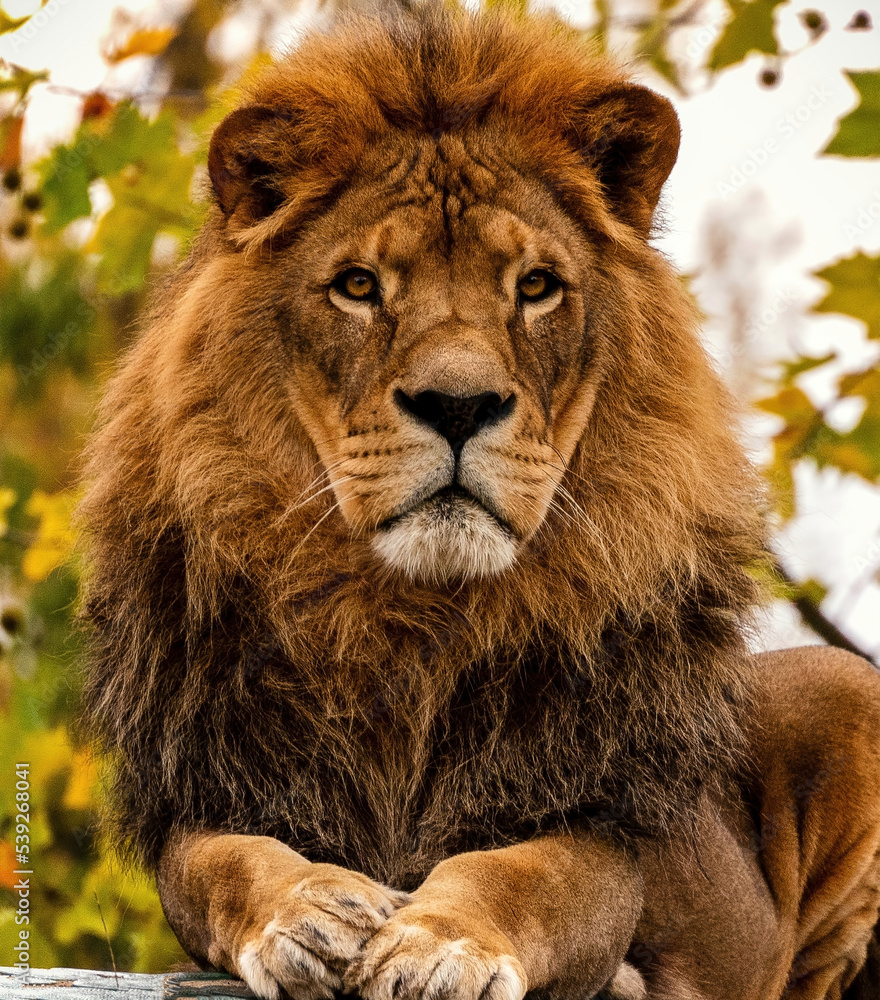 Obraz premium Portrait of a male pride African Lion as the King of Beasts on a fall day or autumn day.
