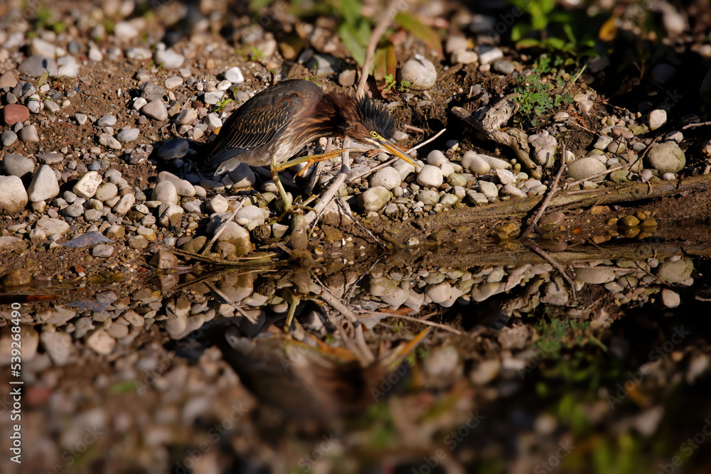 The young Green heron (Butorides virescens) on the hunt