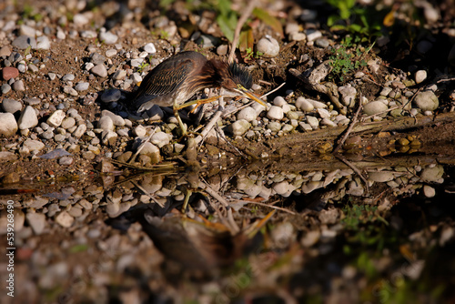 The young Green heron (Butorides virescens) on the hunt