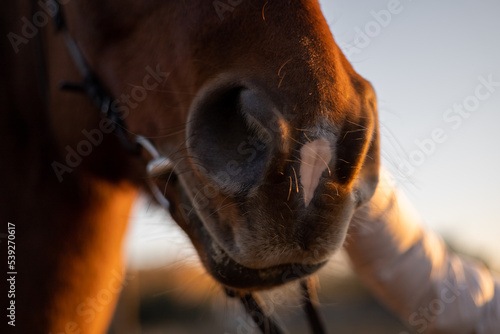 The girl strokes the horse's face. Close-up of an animal's nose. Sunset evening