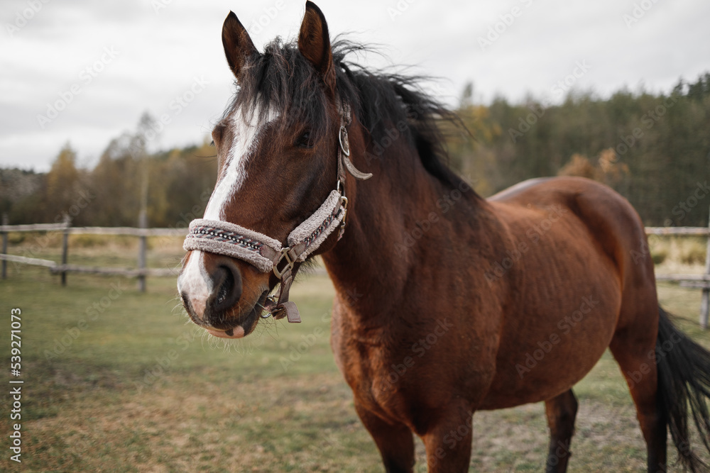 Portrait of a red horse in an aviary on a green meadow Portrait of a red horse in an aviary on a green meadow