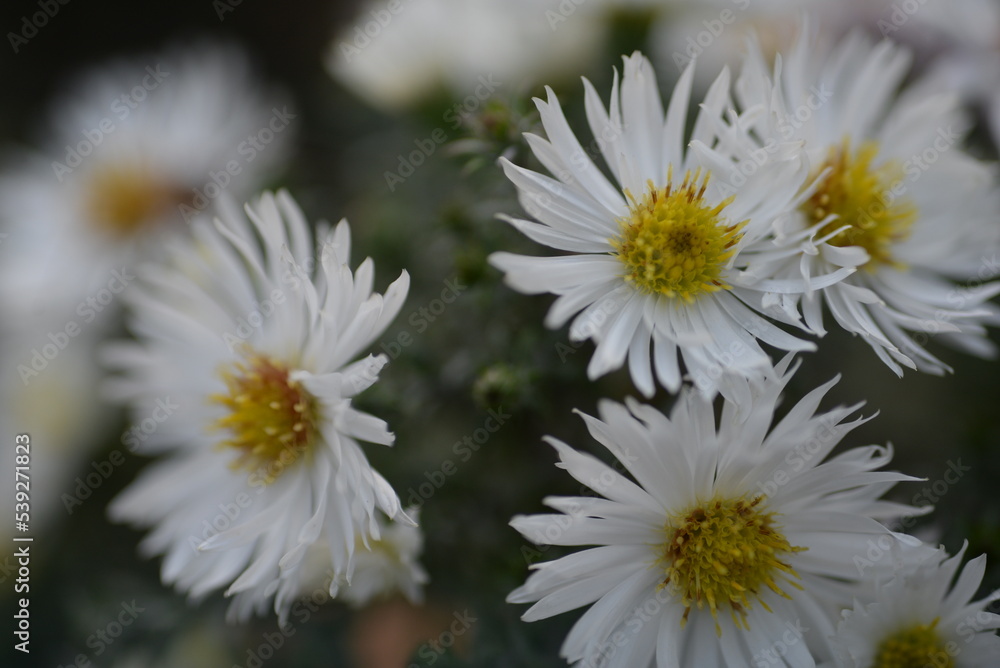 white fluffy daisies, chrysanthemum flowers on a green background Beautiful pink chrysanthemums close-up in aster Astra tall perennial,
new english (morozko, morozets) texture gradient purple flower white fluffy daisies, chrysanthemum flowers on a green background Beautiful pink chrysanthemums close-up in aster Astra tall perennial,
new english (morozko, morozets) texture gradient purple flower