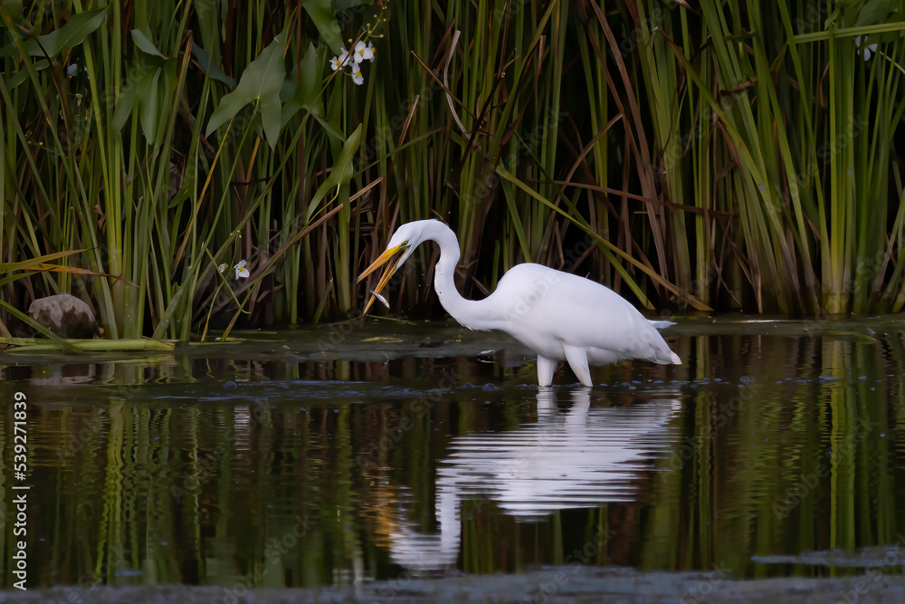 The great egret (Ardea alba) on the hunt. This bird also known as the common egret, large egret, or great white egret or great white heron. The great egret (Ardea alba) on the hunt. This bird also known as the common egret, large egret, or great white egret or great white heron.
