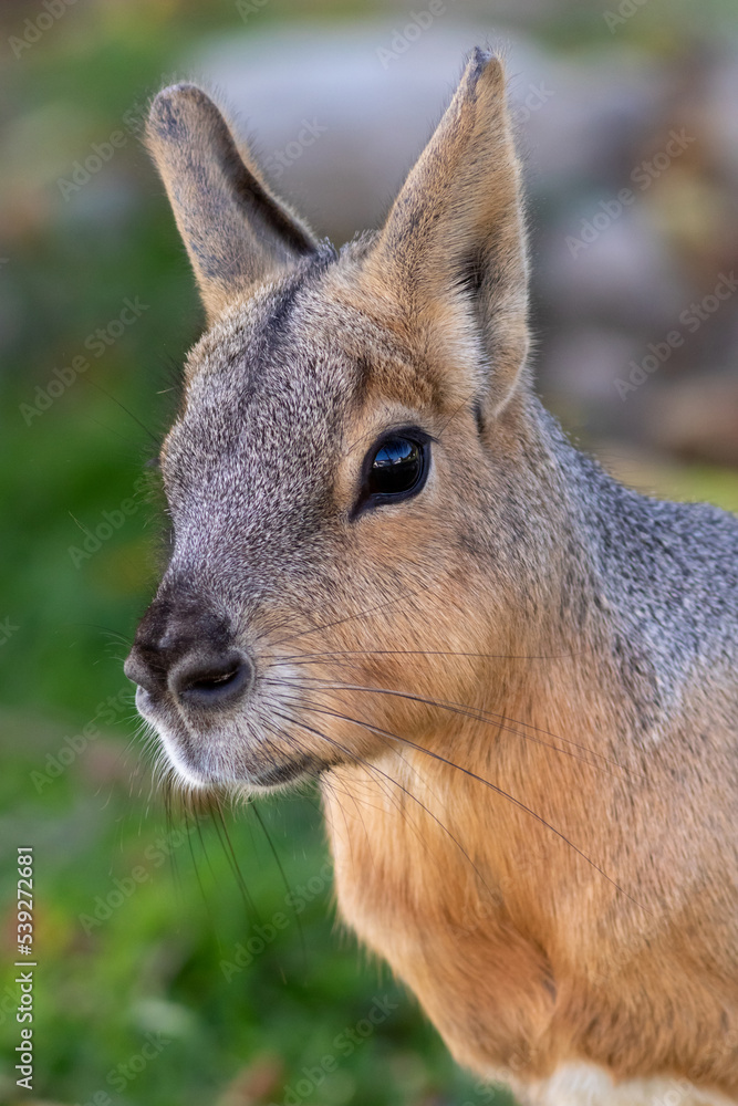 Fototapeta premium Cavy, Caviidae, closeup in soft dappled light on a summer afternoon