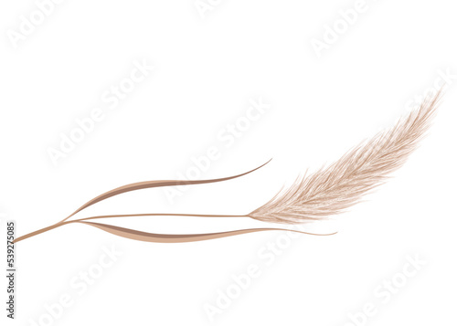 Pampas grass branch. Dry feathery head plume, used in flower arrangements, ornamental displays, interior decoration, fabric print, wallpaper, wedding card. Golden ornament element in boho style