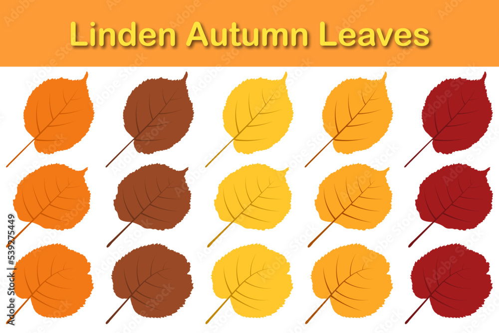 Obraz premium Autumn Linden Leaf Set