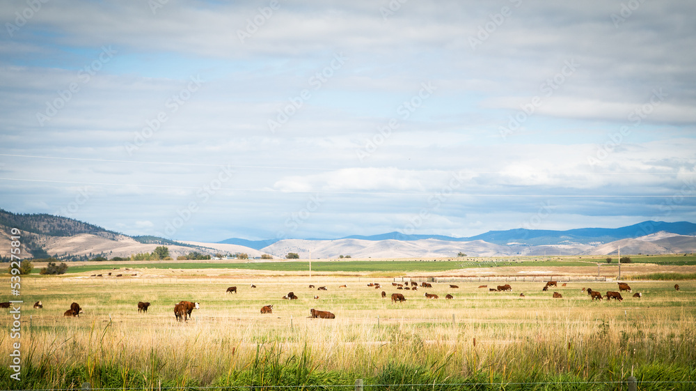 cattle Hereford and black Angus cattle Hereford and black Angus