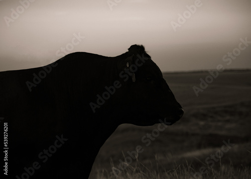 cattle Hereford and black Angus