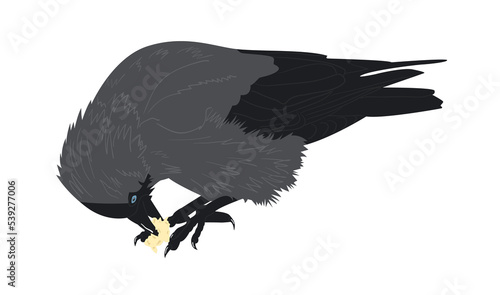 Jackdaw eats bread