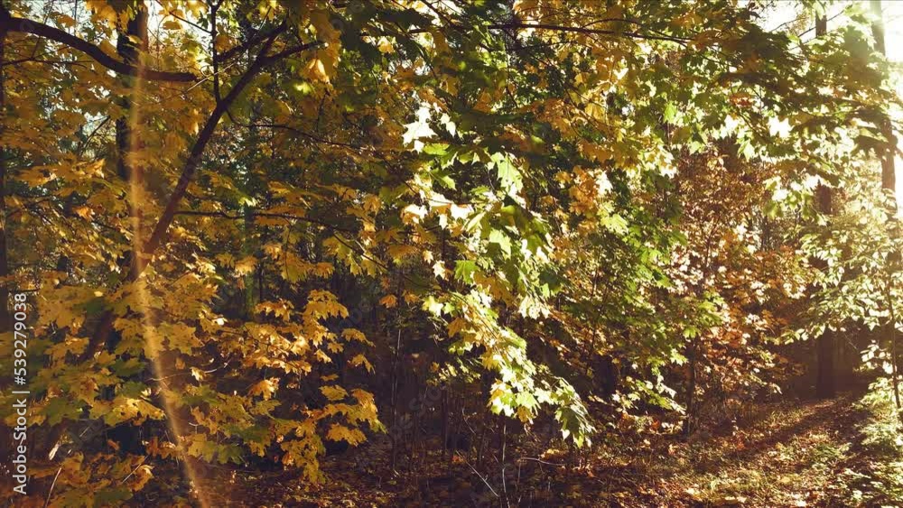 Autumn forest with yellow leaves background in sunny day
Autumn forest with yellow leaves background in sunny day