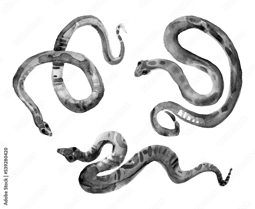 Fototapeta premium Snakes illustration. Three black reptile isolated on white background. Hand painted artistic clipart