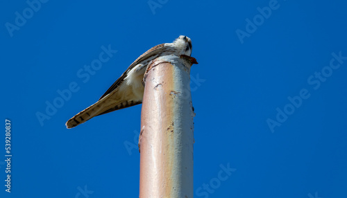 Photograph of a American kestrel. The bird was found on the beach of Xangri-lá, in Rio Grande do Sul, Brazil.