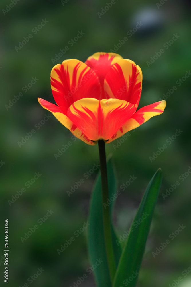 Naklejka premium Colorful flower in summer garden