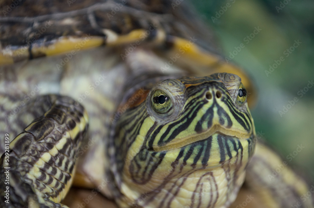 Obraz premium Close up view of a turtle. Reptile eye closeup. Red-eared slider.