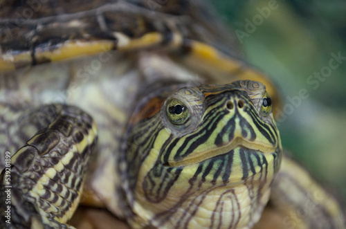 Close up view of a turtle. Reptile eye closeup. Red-eared slider.