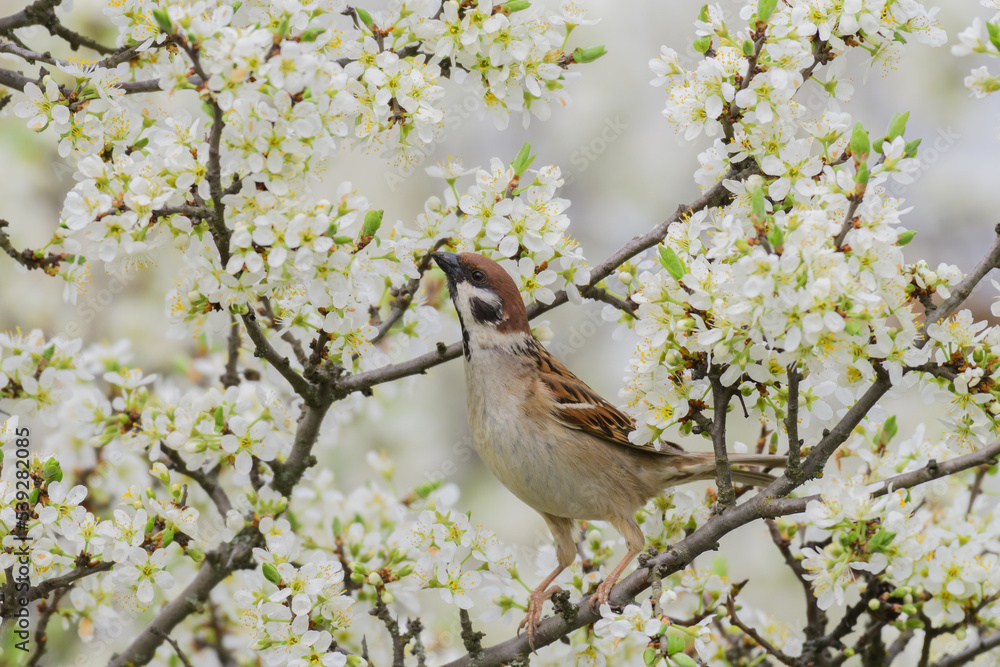 Eurasian tree sparrow, Passer montanus. In the wild Eurasian tree sparrow, Passer montanus. In the wild