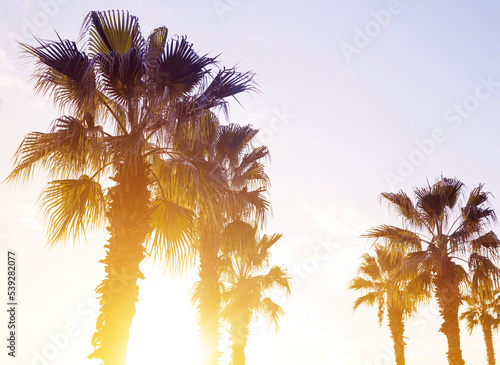 Silhouettes of palm trees against the sky at sunset, toned.
