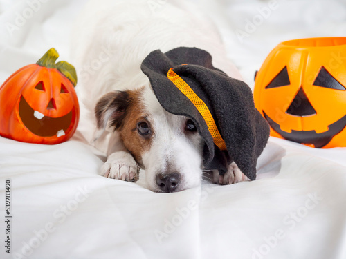 Funny portrait of a dog in a funny hat. Halloween holiday.