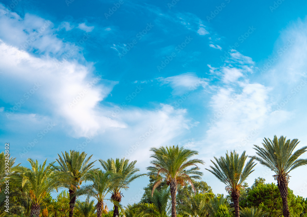 Tropical background of palm trees against blue sky.